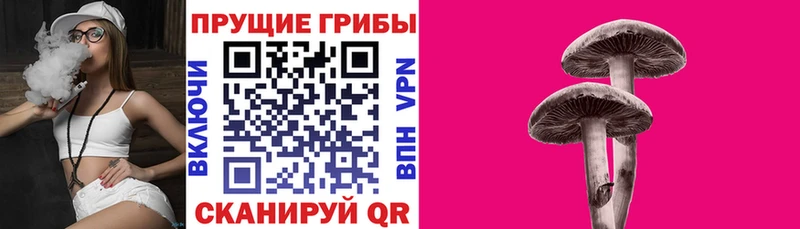 как найти закладки  Спасск-Дальний  Псилоцибиновые грибы Psilocybe 